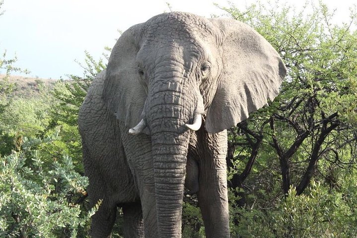 Elephant and Lion Park Safari Tour in Johannesburg - Photo 1 of 14